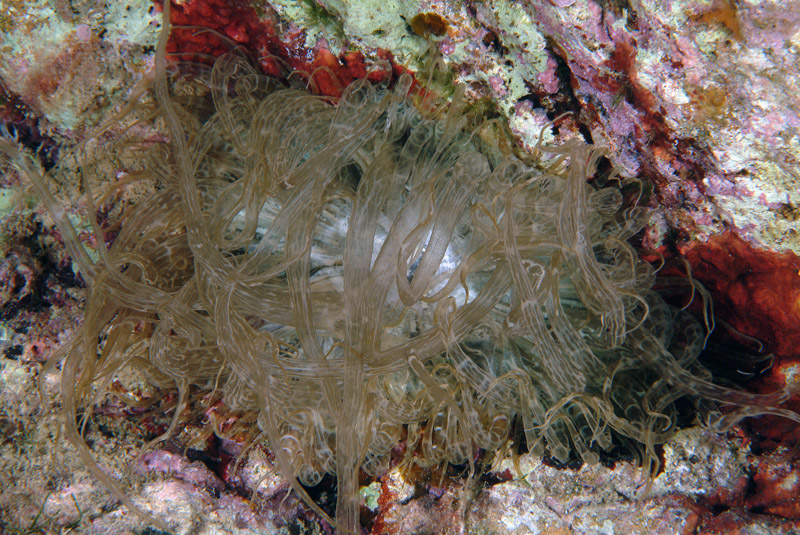 Anemonia viridis